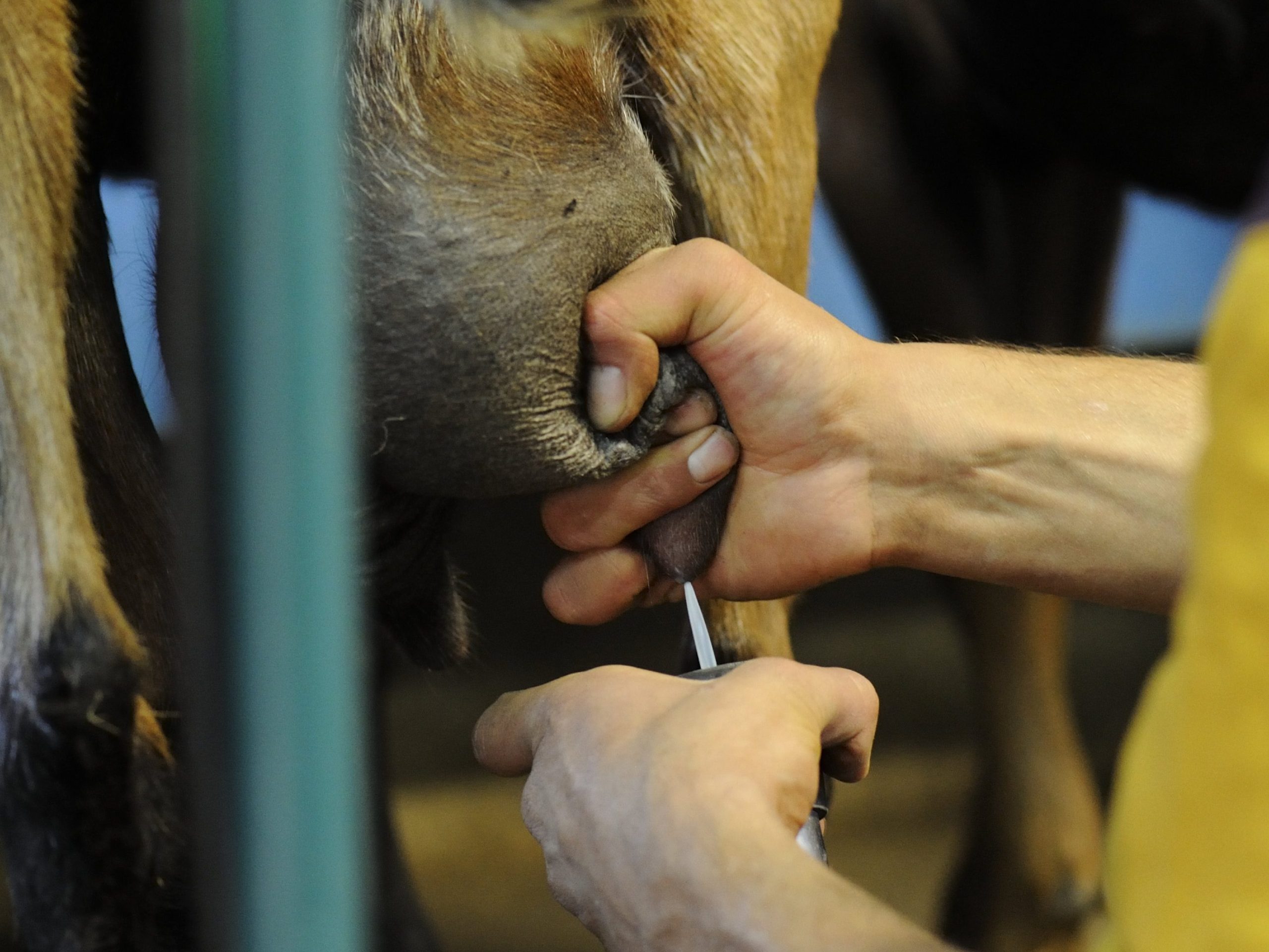Atelier Élevage caprin bio et fromages : immersion à la ferme