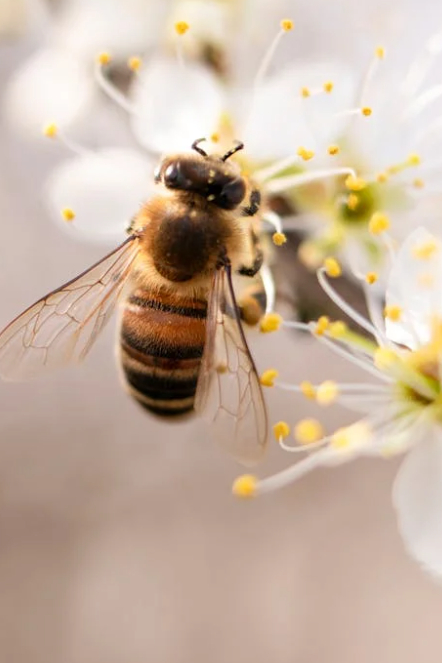 Savoir Faire et Découverte - Apiculture Naturelle – Produire du Miel en Harmonie avec les Abeilles