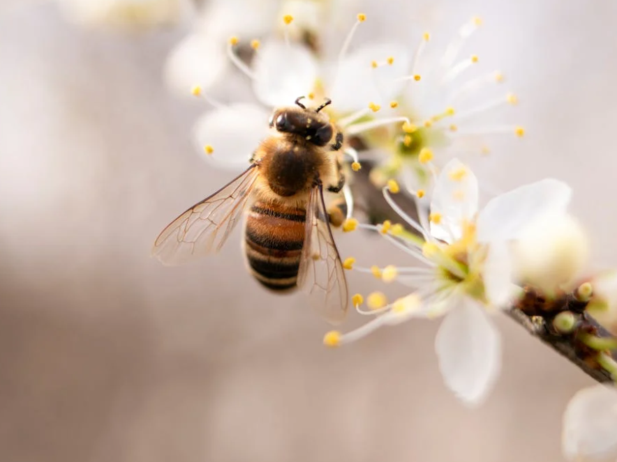 Apiculture Naturelle - Produire du Miel en Harmonie avec les Abeilles