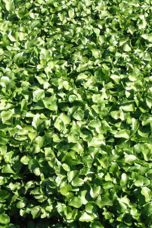 Savoir Faire et Découverte - Découvrir la cressiculture bio et sa valorisation artisanale