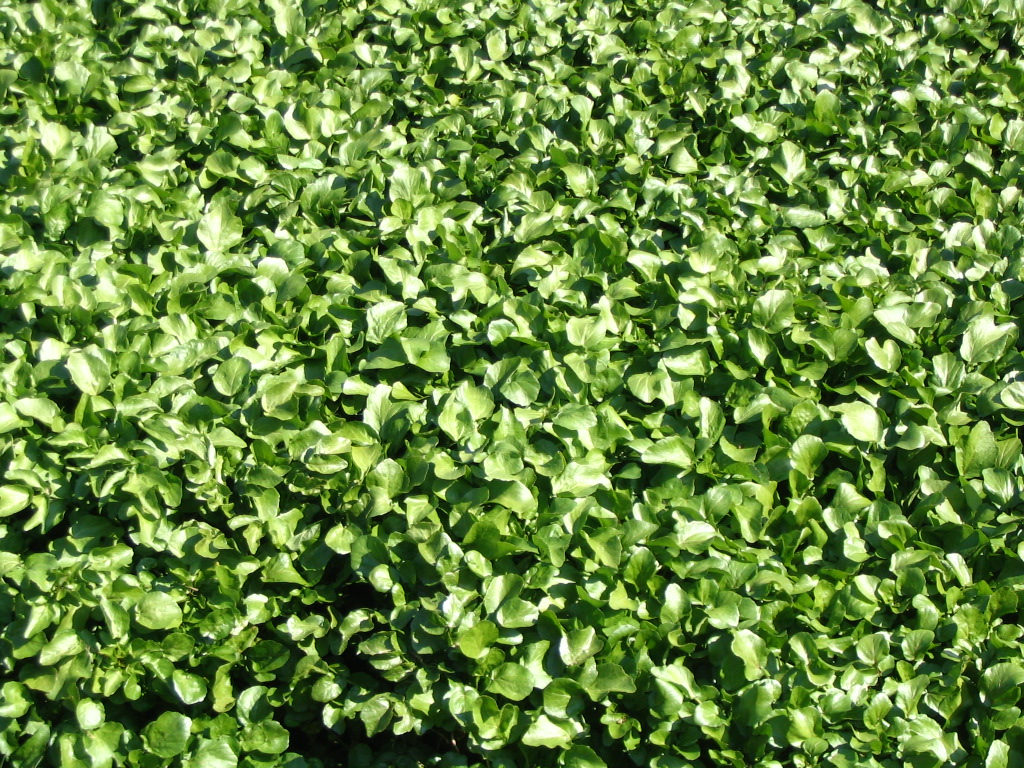 Découvrir la cressiculture bio et sa valorisation artisanale