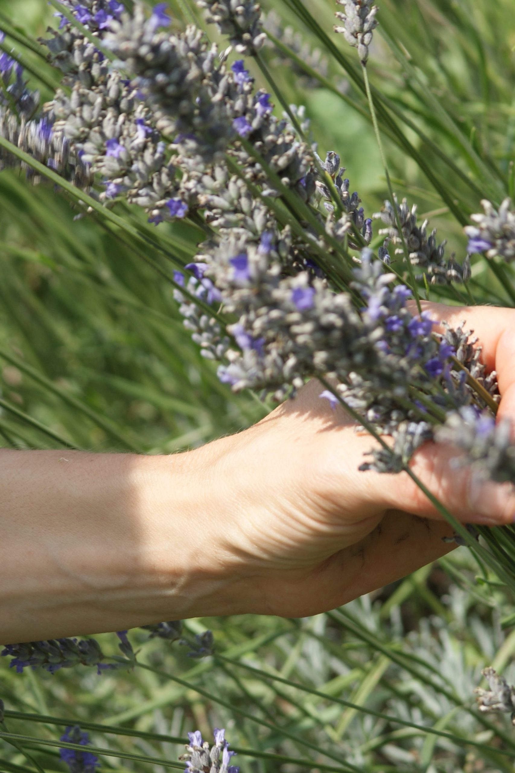 Savoir Faire et Découverte - Cultiver, cueillir, transformer : développer une activité PPAM sur sa ferme