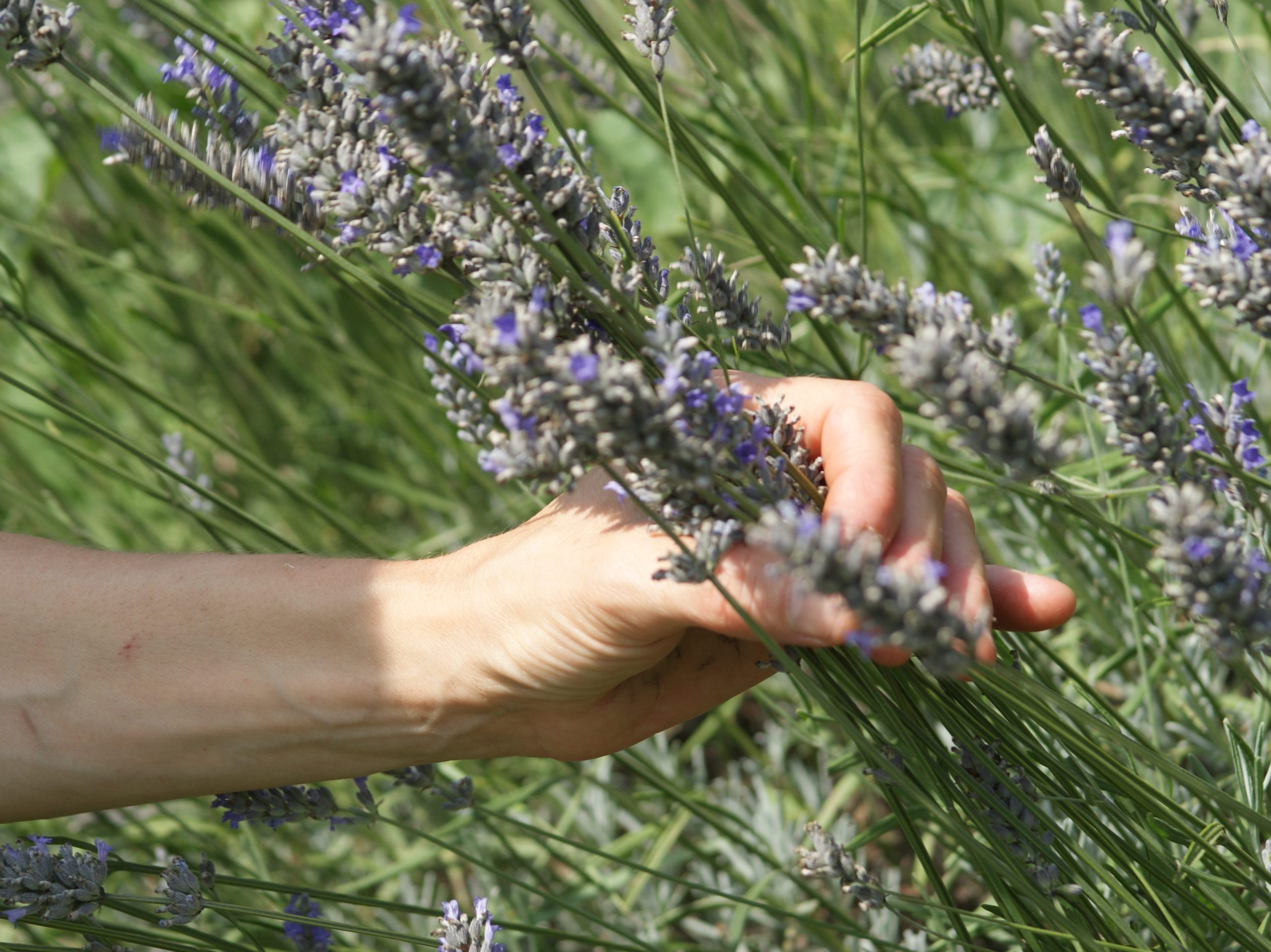 Cultiver, cueillir, transformer : développer une activité PPAM sur sa ferme