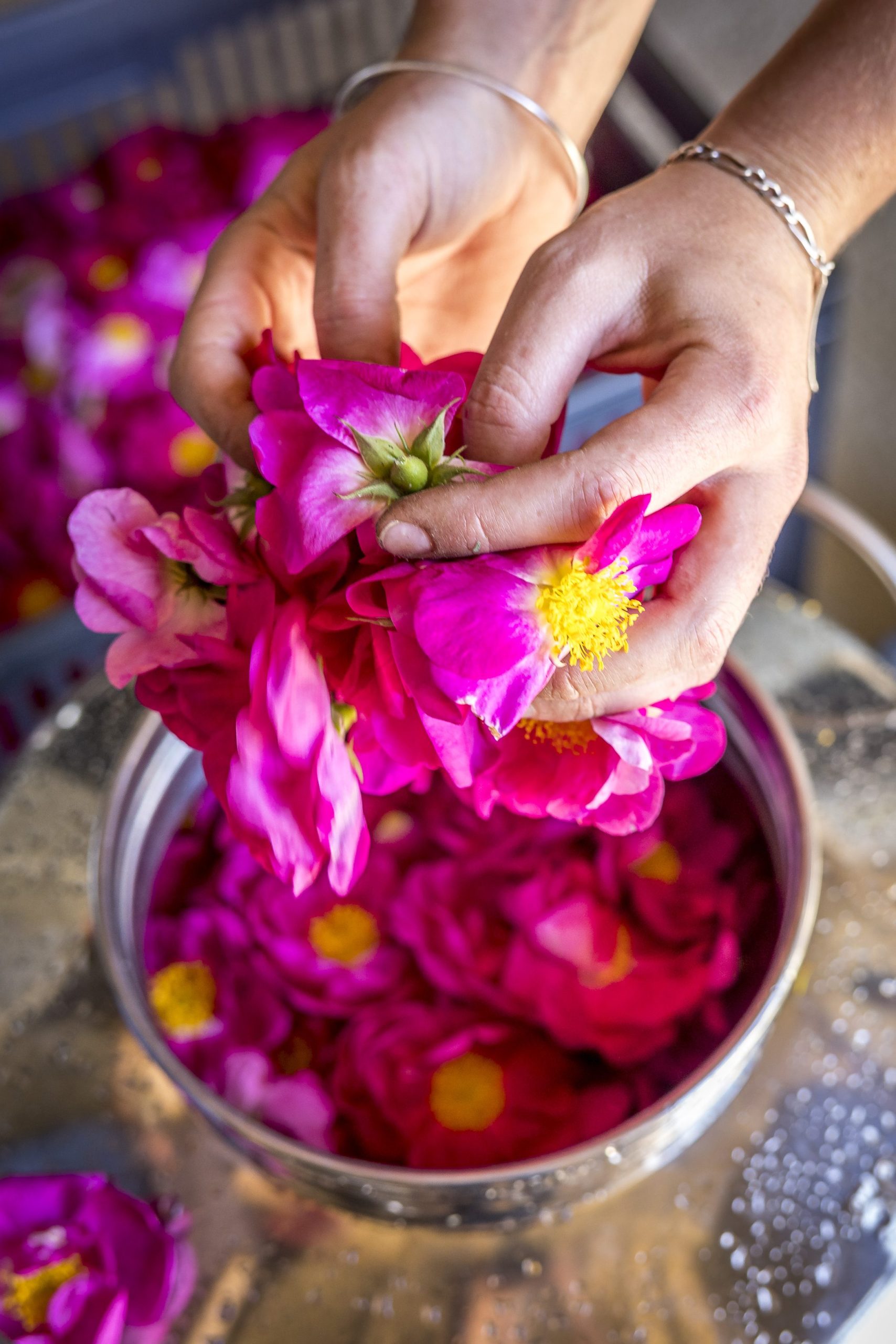 Savoir Faire et Découverte - Plantes à parfum, aromatiques et médicinales: immersion à la ferme
