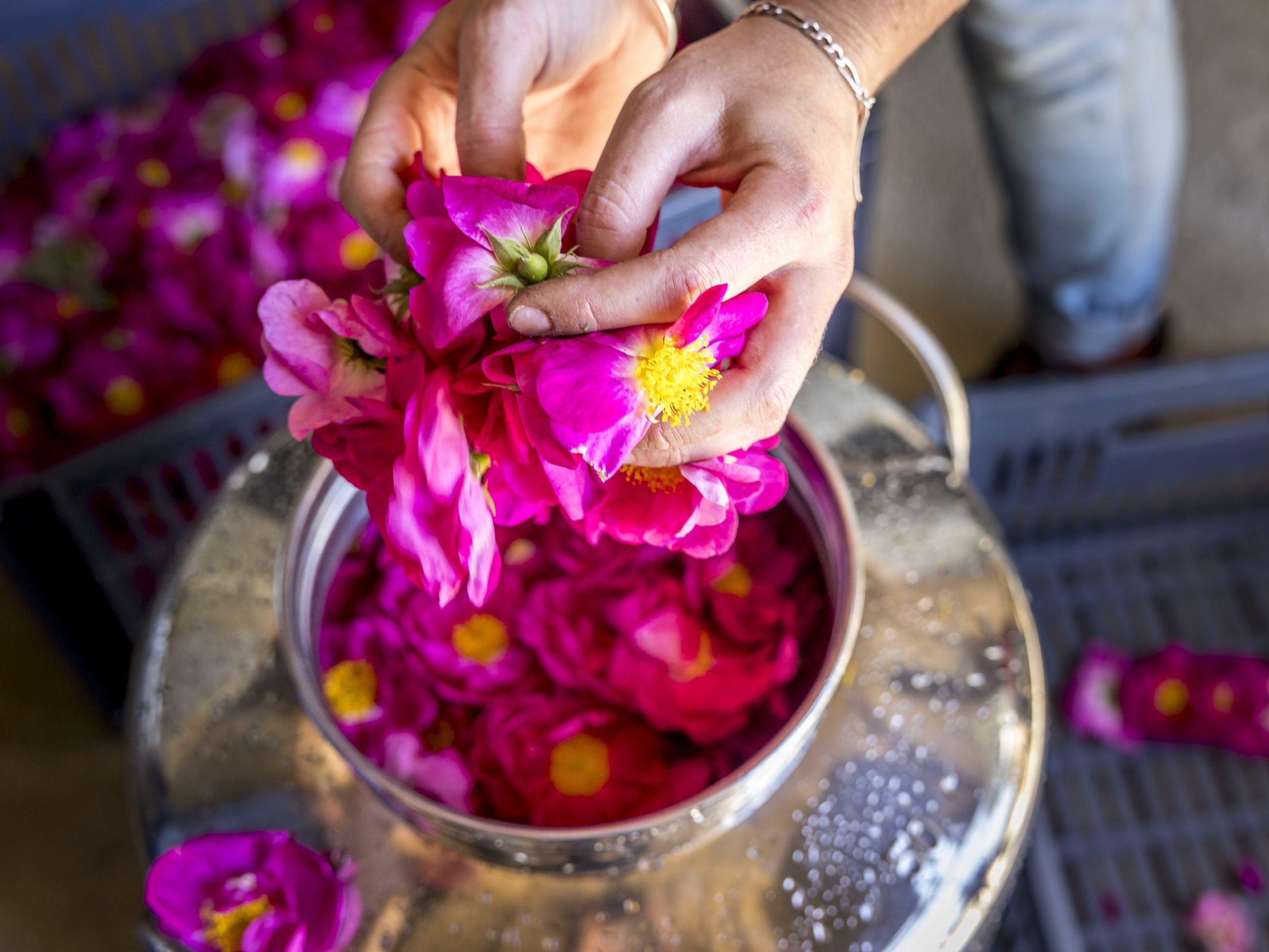 Plantes à parfum, aromatiques et médicinales: immersion à la ferme