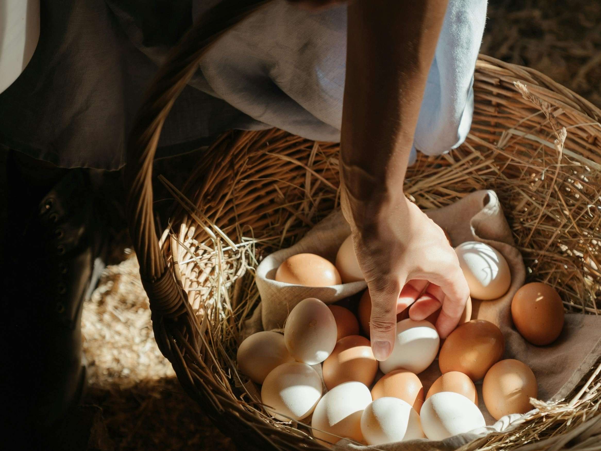 Devenez éleveur de poules pondeuses Bio : Commercialisez vos œufs frais et locaux