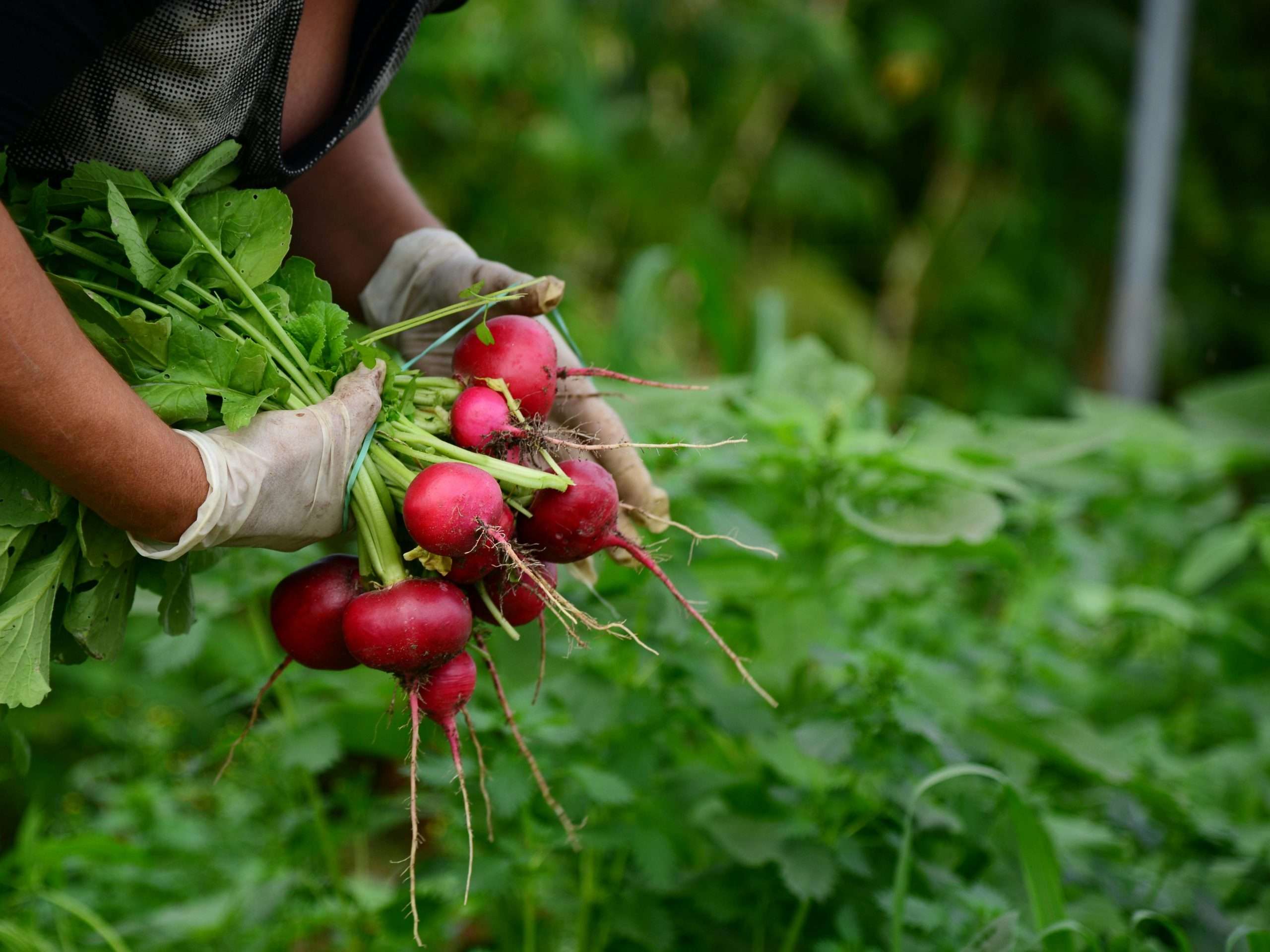 Valoriser son terrain : Concevoir et gérer son système agroforestier